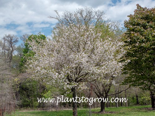 Hally Jolivette Cherry (Prunus)
(April 24)